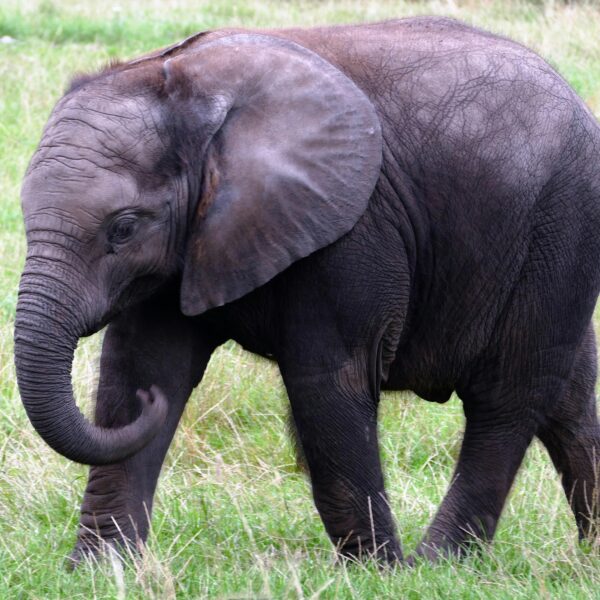 Tsavo National Park - "Red Elephants & Lava Flows"